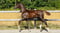 Annuncio cavallo
