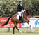 Annuncio cavallo
