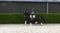 Annuncio cavallo