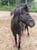 Horse ad