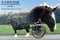 Horse ad