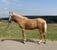 Horse ad