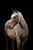 Horse ad