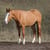 Annuncio cavallo