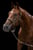 Annonce cheval