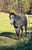 Annonce cheval