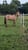 Annuncio cavallo