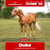 Annuncio cavallo