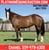 Horse ad