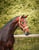 Annonce cheval