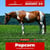 Paardadvertentie