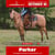 Paardadvertentie