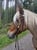 Horse ad