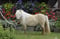 Annuncio cavallo