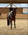 Horse ad