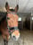 Horse ad