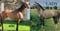 Annonce cheval