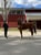 Annuncio cavallo