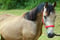 Horse ad
