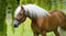 Annuncio cavallo