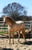 Horse ad