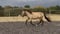 Annonce cheval