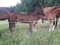 Annuncio cavallo