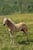 Horse ad