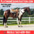 Horse ad