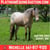 Horse ad