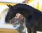 Horse ad