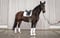 Annuncio cavallo