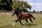 Horse ad