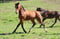 Annuncio cavallo