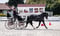 Horse ad