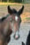 Horse ad