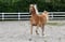 Horse ad