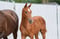 Annonce cheval