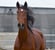 Annuncio cavallo