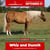 Annonce cheval