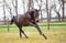 Annuncio cavallo
