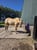 Horse ad