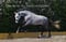 Annuncio cavallo