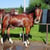 Anuncio de caballos