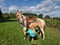 Horse ad