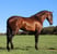 Annuncio cavallo