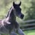 Annuncio cavallo