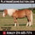 Horse ad