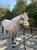 Horse ad
