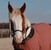 Anuncio de caballos